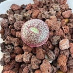 세레시아넘교배종(분채배송)-A1254(Conophytum obcordellum v.ceresianum) - 코노피튬(Conophytum)