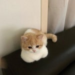 방앗간 고양이네🍞さんはInstagramを利用しています:「⭐️굿나잇⭐️」