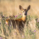 젤캔들샵-더캔들(주)