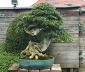 Pin page Bonsai insp2020에 있는 핀