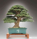 Pin oleh 희삼 이 di bonsai | Pohon