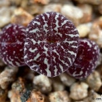 위트버젠스/RR714(분채배송)-A460(Conophytum Wittebergense) - 코노피튬(Conophytum)