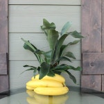 11 best Ferns images on Pinterest | 공중 식물, 사슴 및 식물 Ferns