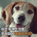 [이벤트][G마켓] #반려견쇼핑금지 #LG퓨리케어공기청정기펫 #마즈 보기 | 천국
