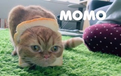 식빵모모 Momo