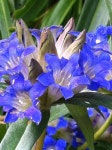 Gentiana dauhrica | 꽃, 화실