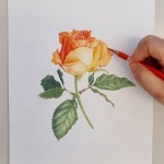 jk보태니컬아트 (jane) on Instagram: “🌹 This is my student work. 색연필로 그린 최♡♡회원님의 장미 입니다. 오렌지색 장미가... 