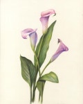 How to Draw Flowers: Step by Step Guide | 타이포그래피 아트, 색연필 예술, 식물 세밀화