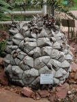 Amazing Unusual Plants To Grow In Your Garden - 2020 | 다육 식물, 식물, 원예