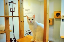 고양이 카페 | 고양이 카페