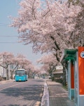 고성1리사무소 버스정류장 및 장전리 벚꽃길. ✨ ig: @5959jessica 고성1리사무소 버스정류장 및 장전리 벚꽃길. ✨ ig... 