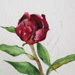 - 화니(@hwani_0313 )님께서 보내주신 작약~ 안그릴수없죠💕 지난밤 찍어 올렸던 작약은 지우고.. 오늘 아침 햇살담아 다시... 