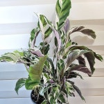 [칼라데아퓨전화이트] J0042 -동일품 배송-(Calathea lietzei... [칼라데아퓨전화이트] J0042 -동일품 배송-(Calathea lietzei... 