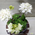 [성심꽃농원] 벡티스스노우_유럽제라늄_제라늄_130(Pelargonium(Geranium)) - 공기정화식물(air purifying plants)