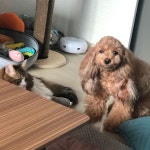 개고양이#고양이 #강아지 #멍스타그램 #냥스타그램 #고양이그램 #강아지그램...