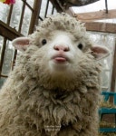 Animals에 관한 327개의 최상의 Pinterest 이미지 | 강아지, 개와 고양이 및 애완동물 Animals