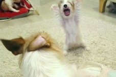 Dad! Jack Russell Father Meets Puppies For First Time | 아빠