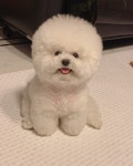 문어인줄...🐙 #잘자칭구들❣️ #토리#비숑 #비숑프리제 #bichon#bichonfrise#bichonfrisé #bichonapoilfr… | 비숑, 동물... 