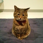 if u r sleepy～#ねこ #猫 #猫写真 #ネコ #しましま軍団 #キジネコ #キジトラ #cat #catstagram #instacat #neko #tabby #kitty #고양이”... 