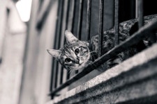 A Healthy Cat Is A Happy Cat. A cats conduct can be a very sophisticated thing to grasp. They can be fractious and picky and also... 