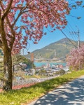 📍충남 서산시 운산면 해운로 539 운신초등학교 6️⃣7️⃣#각원사 (22.04.22) 겹벚꽃이랑 좌불상의 이색적인 콜라보! 거기에 수양벚꽃도... 