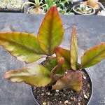 낙엽 립살리스9953 - 선인장(Cactus)