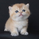 🌷Available 🌷 Golden British male kitten Musait Altin kurklu erkek bebek. Iletisim 0554 115 20 22 05074664209 #猫... 