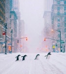 Penguin In NYC | 풍경 사진, 사진, 자연