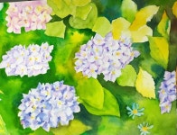 수채  수채일러스트  꽃그림  일러스트  수국   수채화  손그림  감성수채화  watercolor  watercolour  watercolorpainting... 