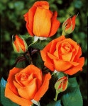 Großblumige Rose Super Star® Super Star | 꽃 사진, 아름다운 꽃, 장미