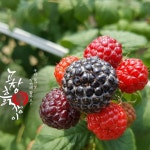 고창흙쟁이 복분자  수확 중 입니다 . .  #고창복분자 #복분자가격 #유기농복분자 #복분자 #해풍복분자 #무농약복분자 #토종복분자 #복분자원액... 