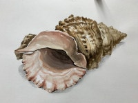 #소라 #conch #turbanshell