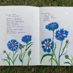cornflower 수레국화 - 2021 | 행복