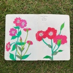 rosa campion 로사캠피온, 우단동자꽃