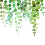 #개강 #싱그러운 #식물 #봄 #컬러링 #꽃그림 #수채화 #watercolor #coloring #그린 #이명선 #수채캘리그라피 #수채일러스트 #강남 #북촌 #강의... 