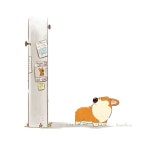 doggiecorgi(도기코기)에 있는 greengrin님의 핀