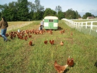 Farming에 관한 46개의 최상의 Pinterest 이미지 | 농장, 농업 및 염소 Farming