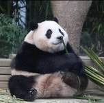 Pin on 판다
