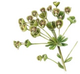 Flowers Gallery — Botanical Artist & Illustrator, Learn to draw Art Books, Art Supplies, Workshops | 색연필