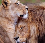 동물에 있는 공감 합니다님의 핀 | 큰 고양이, 아름다운 고양이, 애견