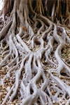 rooted, balanced, inspired by nature, understanding, comfort | 나무 뿌리, 풍경 사진, 나무