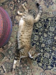 Cat gallery에 있는 Jueyon Rhee님의 핀