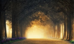 Through - Metasequoia Road[담양 메타길]