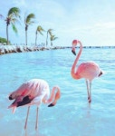 Pink Flamingos | 새, 플라밍고