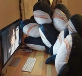 Pin by 세림 문 on 기여엉 in 2022 | Shark plush, Shark, Marine animals
