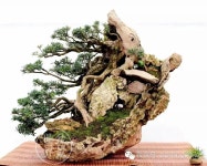 Pin de 최재명 em 작업대 | Jardim bonsai, Bonsai, Jardim
