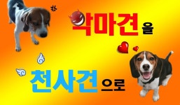 SBS TV 동물농장 출연(737회) #볼레디 #ballready #애견용품 #애완용품 #애견케어 #애완케어 #반려견용품 #sbstv동물농장 | 애견용품, 동물... 