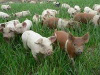 piggies | 돼지