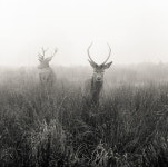 Got a couple of bucks? | 동물