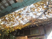 Traditional Korean Food & Makkoli at Gallery Pub in Insadong (포도나무집)